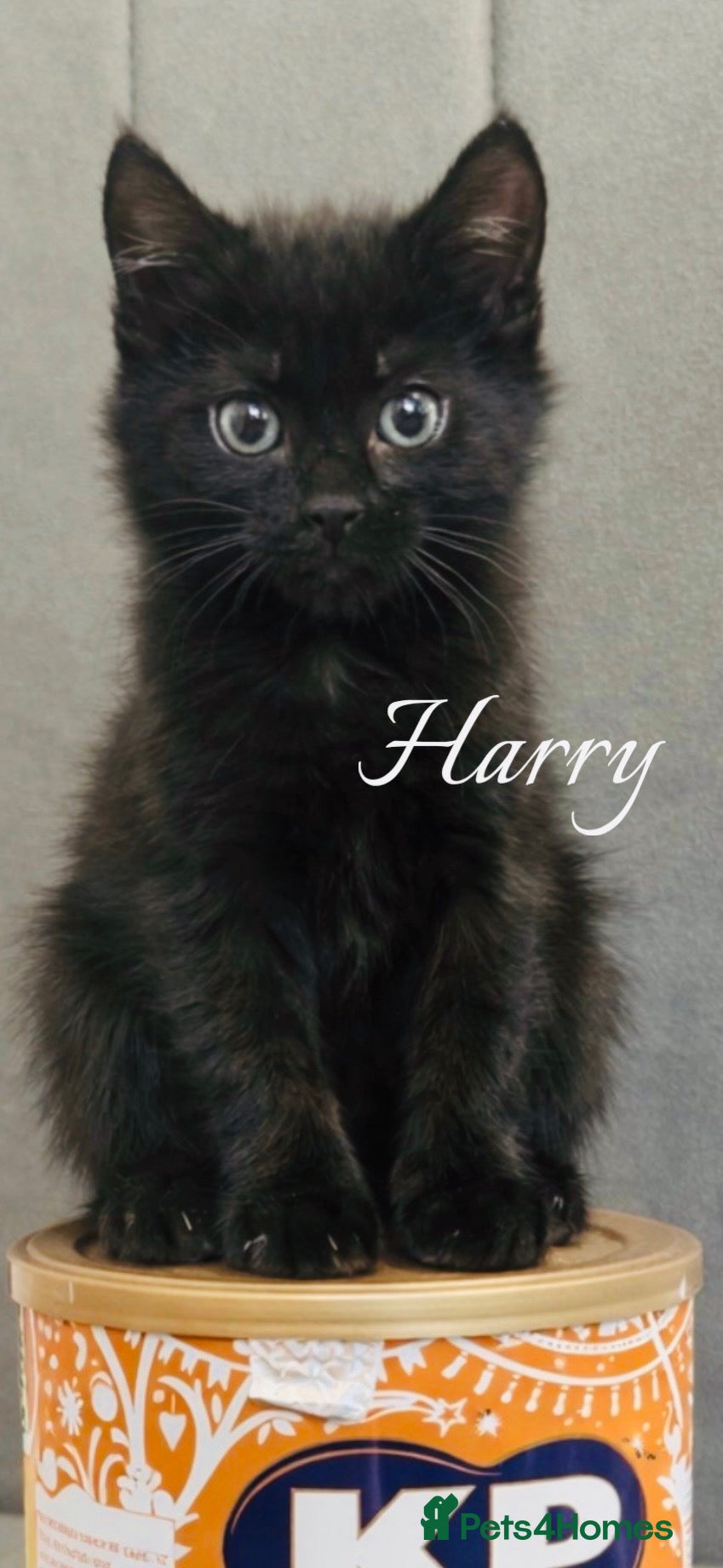 Mixed Breed cats  stunning litter of RussianX kittens available  - Advert 11