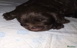 Cocker Spaniel dogs for sale: Working Cocker Spaniels - Image 23