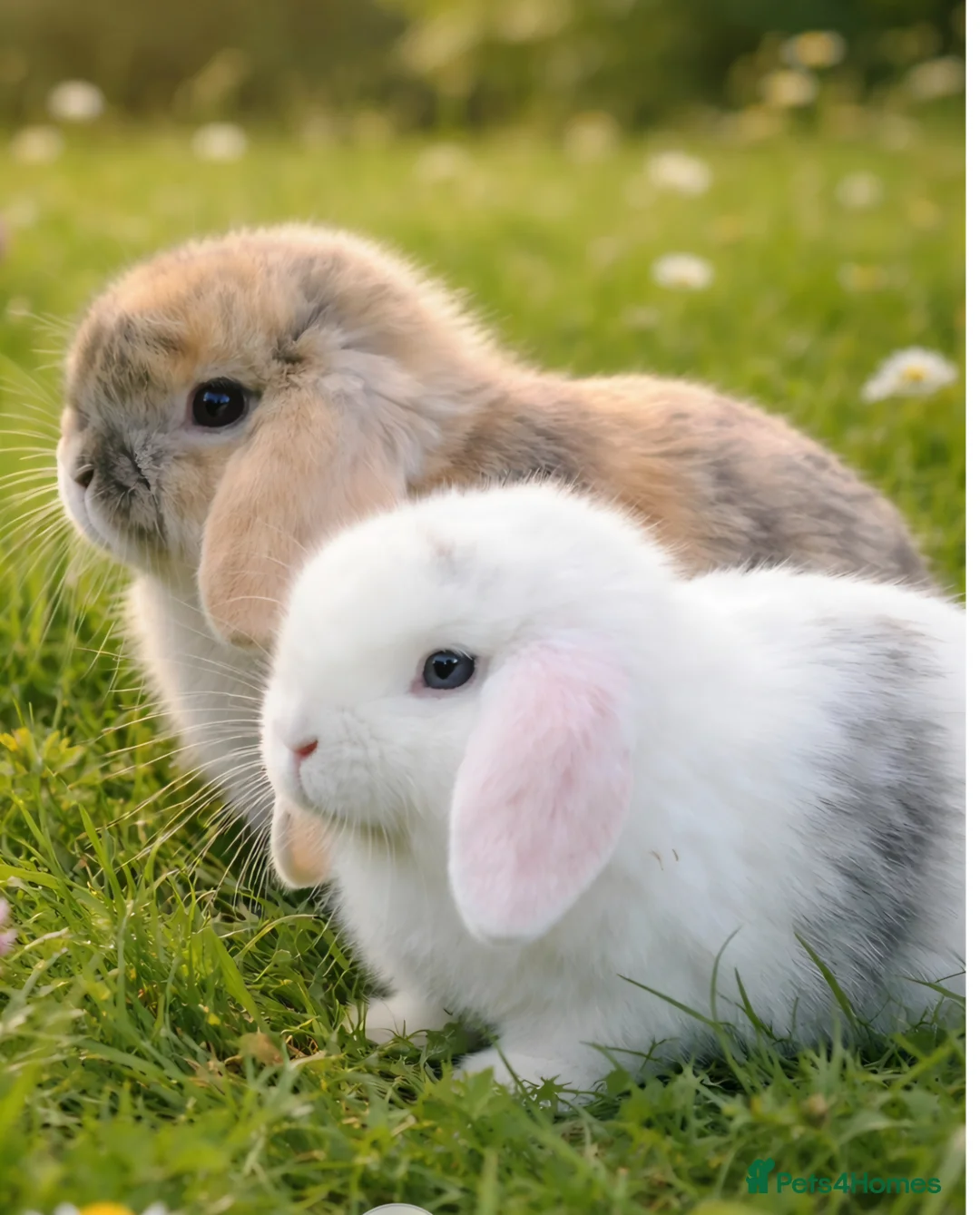 Mini Lop rabbits for sale: 5 beautiful mini lops - Advert 1