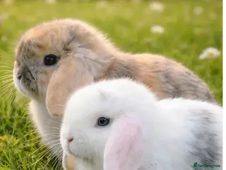 Mini Lop rabbits 5 beautiful mini lops - Advert 4