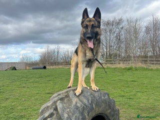 German Shepherd dogs 3 year old German shepherd pure breed - Advert 1