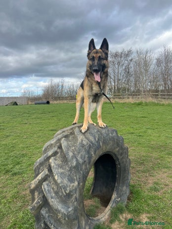 German Shepherd dogs 3 year old German shepherd pure breed - Advert 1