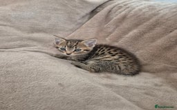 Mixed Breed cats for sale: female kitten  - Image 1