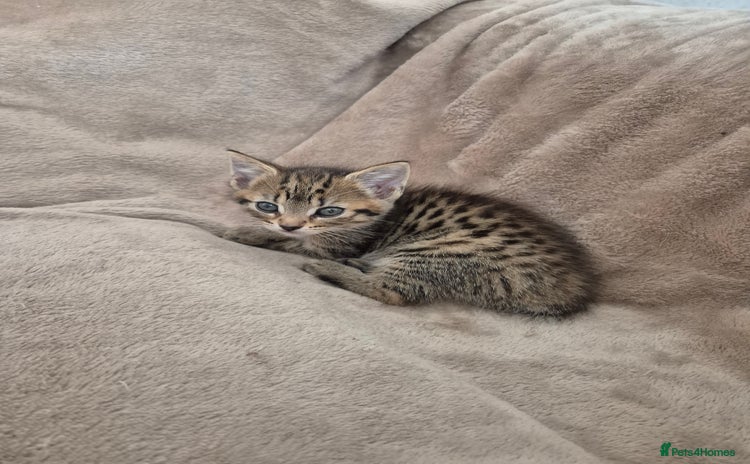 Mixed Breed cats - Advert 1