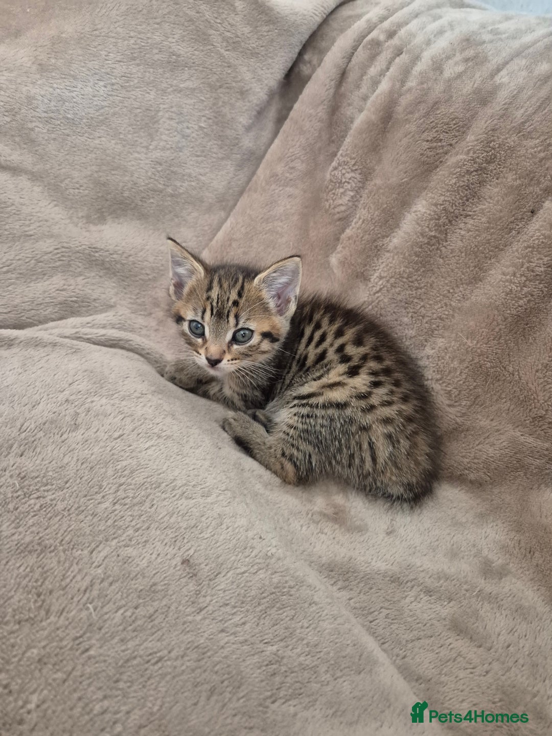 Mixed Breed cats for sale: female kitten  - Image 1