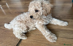 Cavapoo dogs for sale: Miniature cavapoos  - Image 22