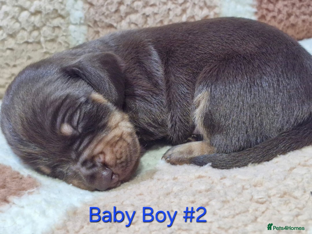 Mixed Breed dogs for sale: Ready to leave now - Advert 6