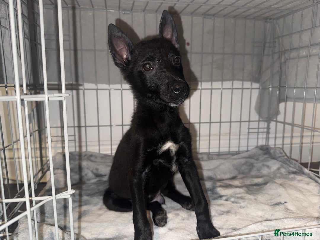 Belgian Shepherd Dog dogs for sale: Young Belgian Mali Boy - Advert 4