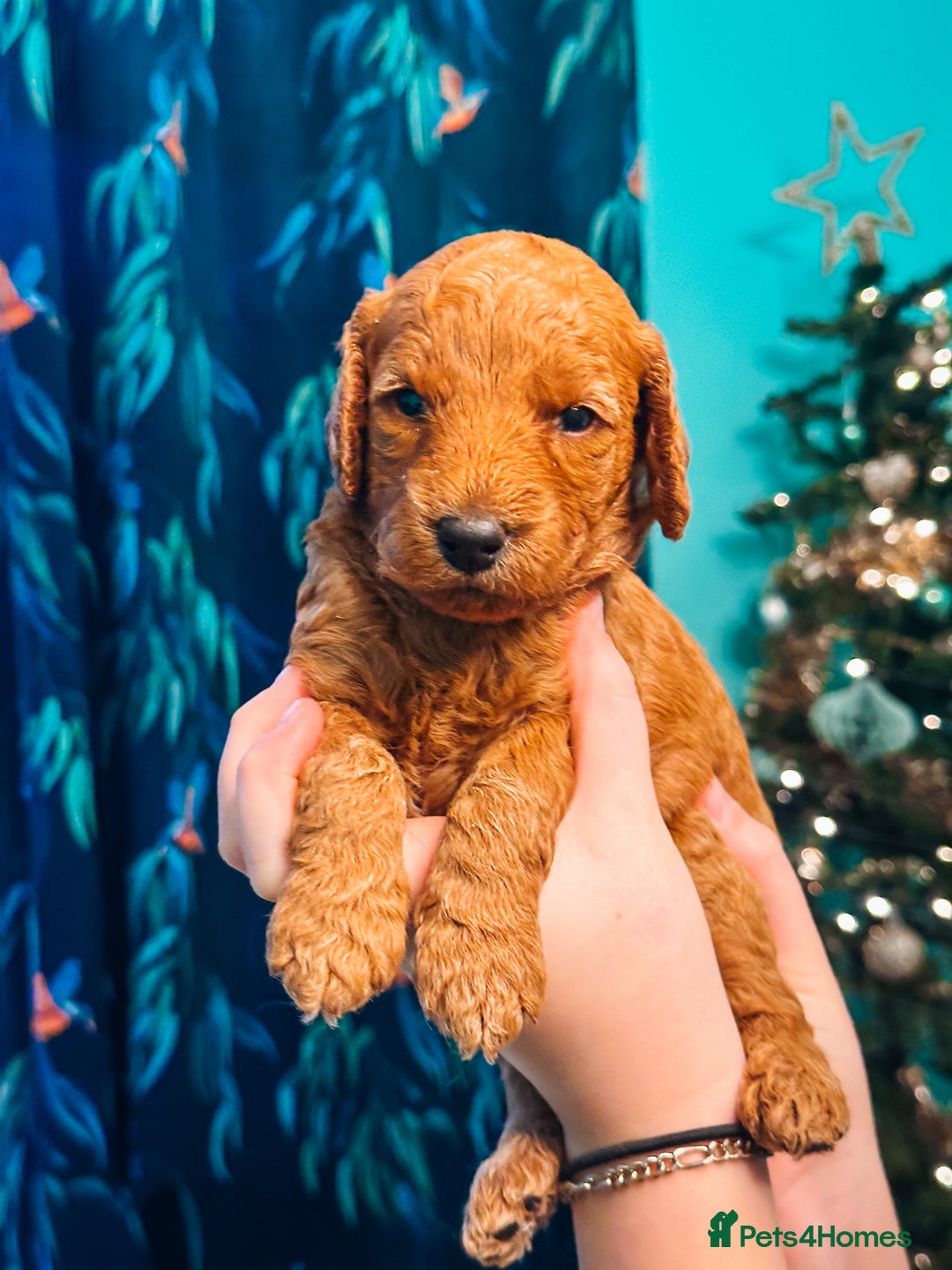 Labradoodle dogs for sale: F2B Labradoodle Puppies – Red & Apricot - Advert 29