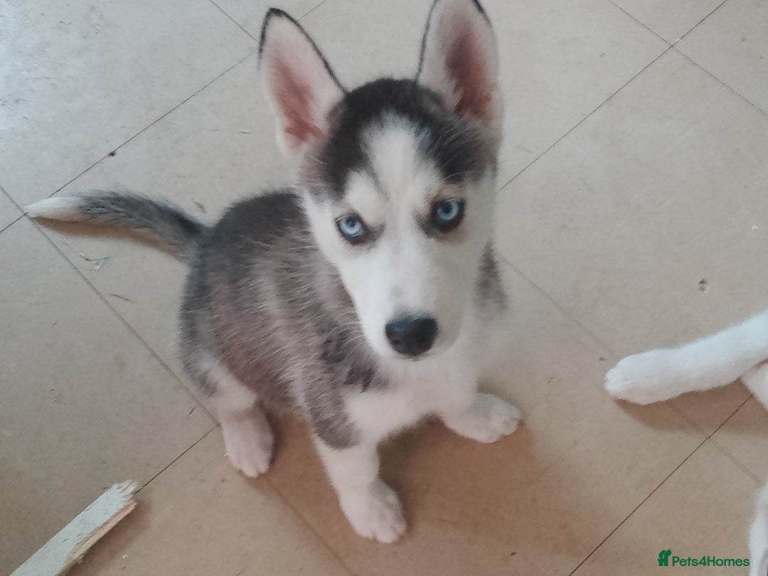 Siberian Husky dogs for sale: Siberian Husky Puppies in Birmingham - Image 16