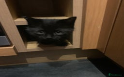 Mixed Breed cats for sale: Black Mixed Breed Kittens - Image 5