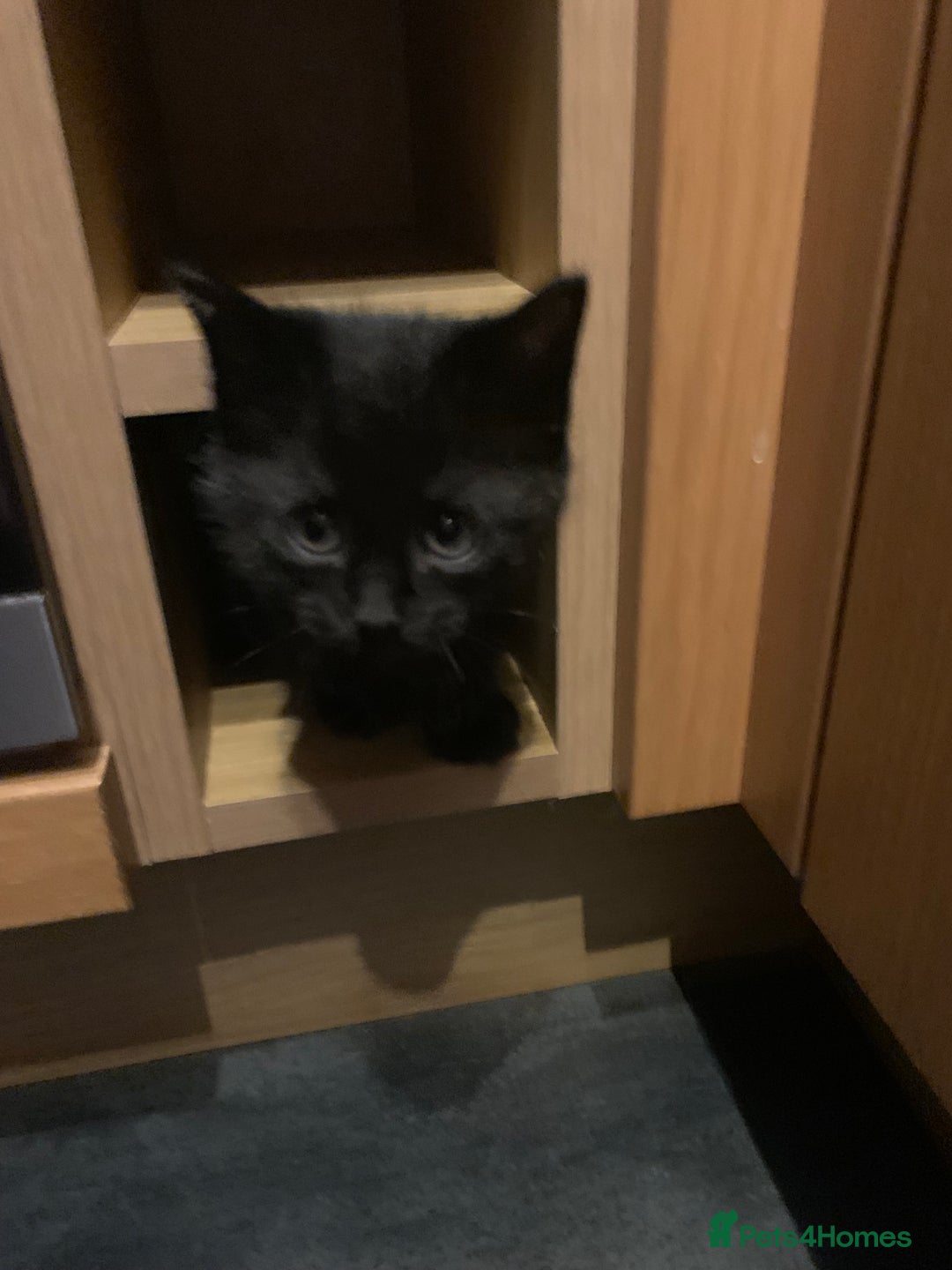 Mixed Breed cats for sale: Black Mixed Breed Kittens - Image 5