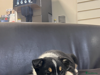 Border Collie dogs Proven Working Border Collie Puppies - Advert 2