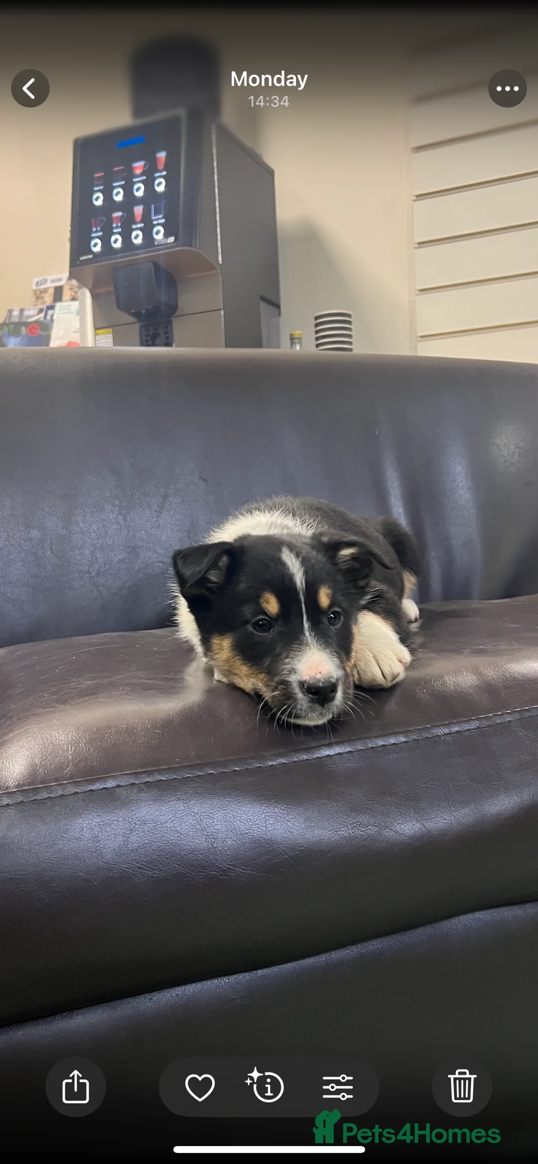 Border Collie dogs for sale: Ted! - Proven Working Border Collie Puppy! - Advert 3