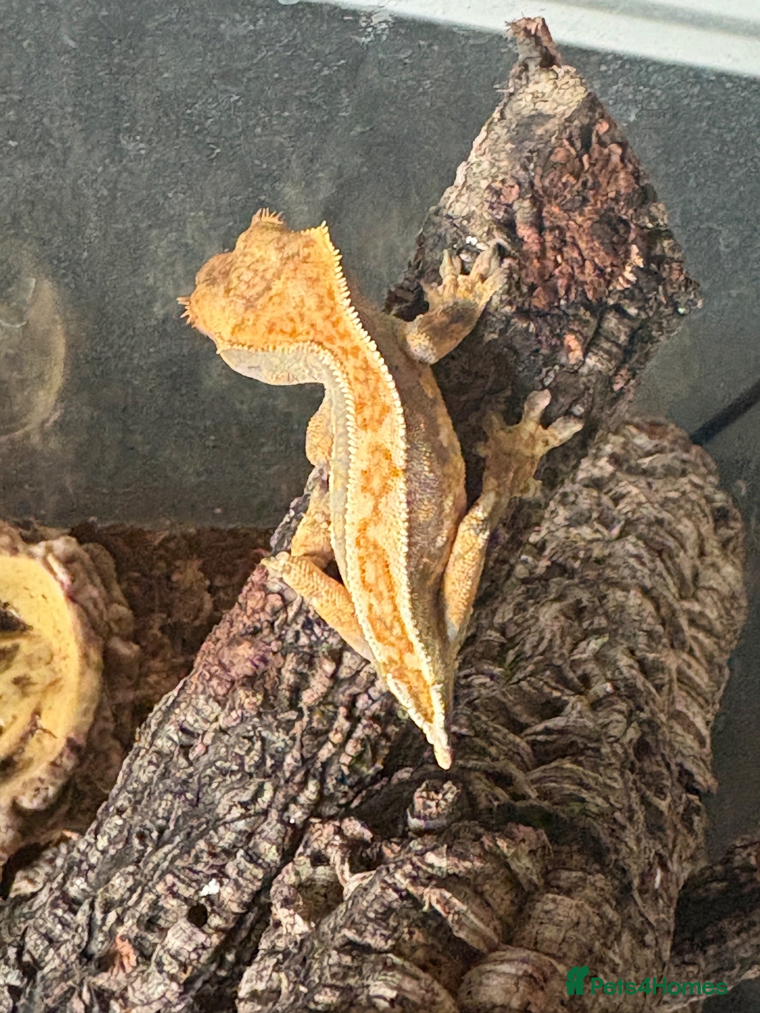 Gecko reptiles Crested Gecko 9 months old with mini viv - Advert 14