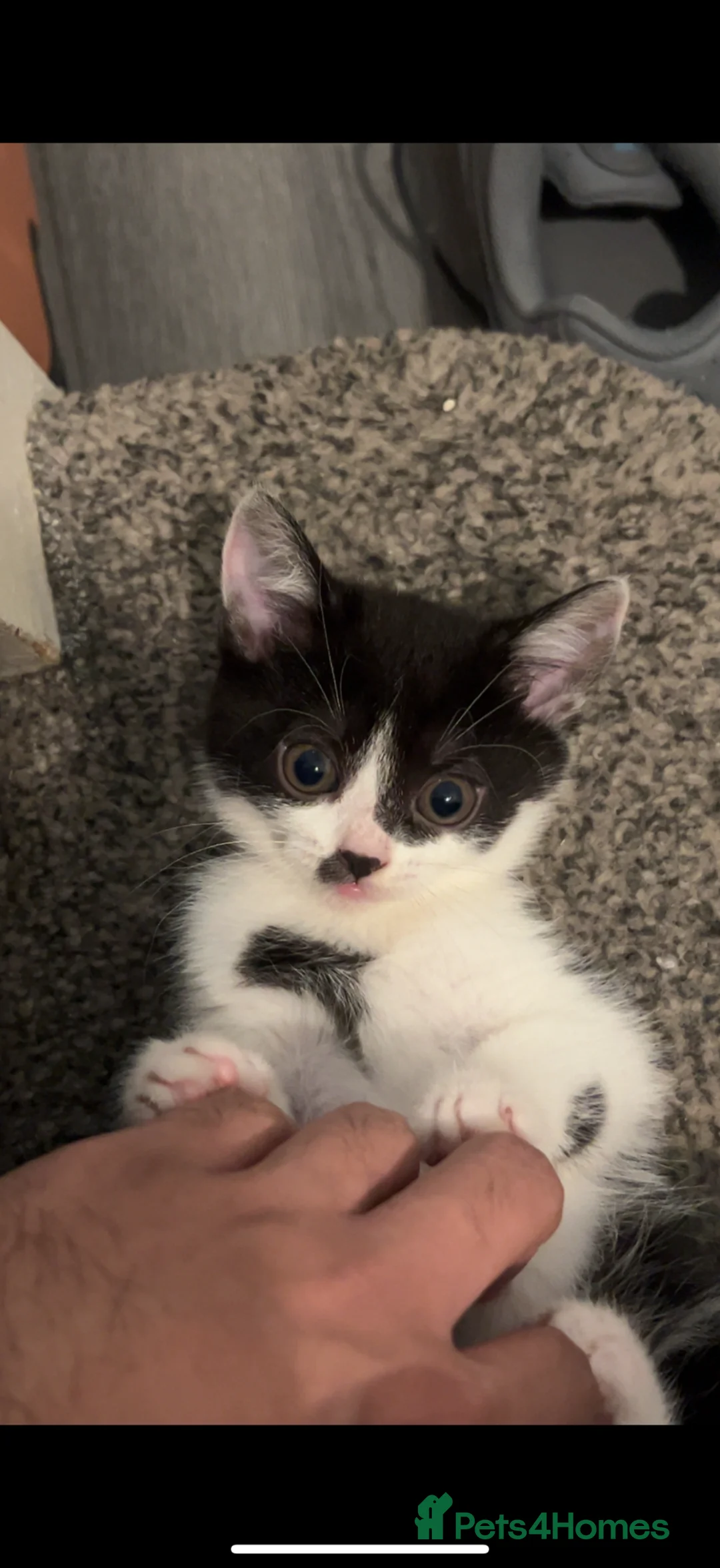 Mixed Breed cats for sale: British shorthair x mixed  - Advert 3