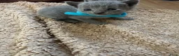 Russian Blue cats for sale: TICA REGISTERED Pure Breed Russian Blue Kittens - Advert 4