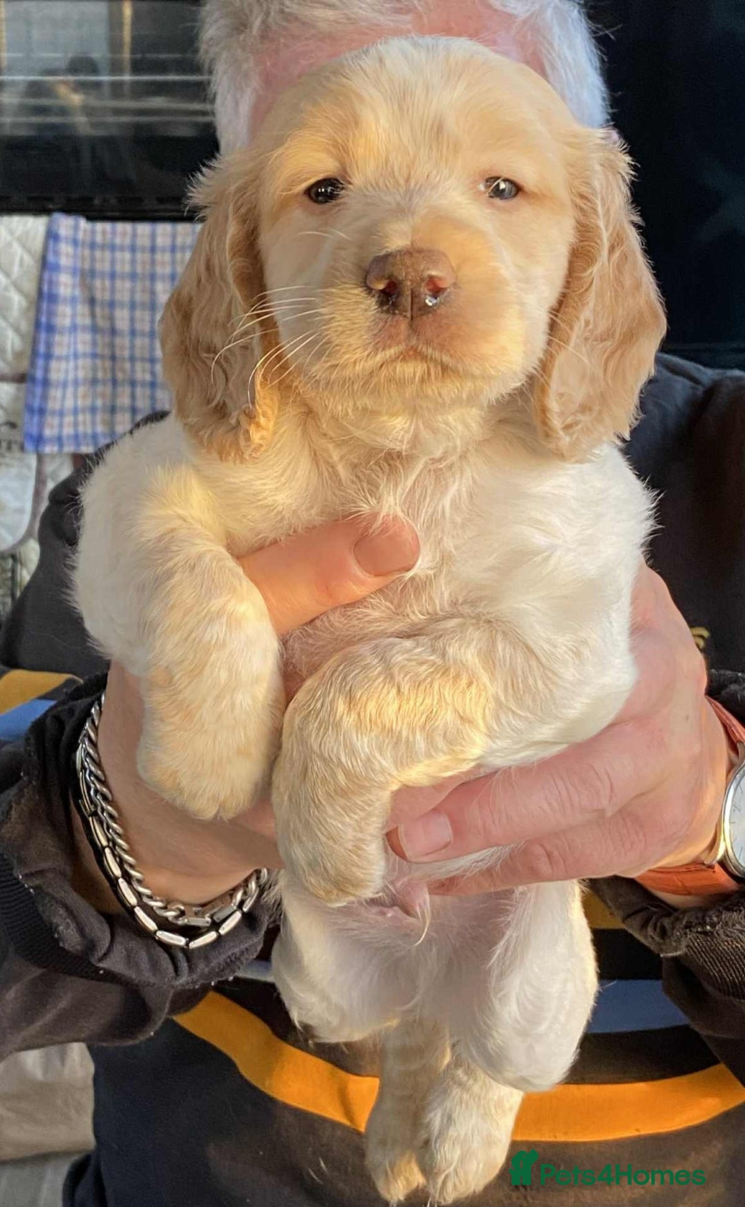 Cocker Spaniel dogs for sale: Amazing Chunky Working Cocker spaniel Puppies - Image 3