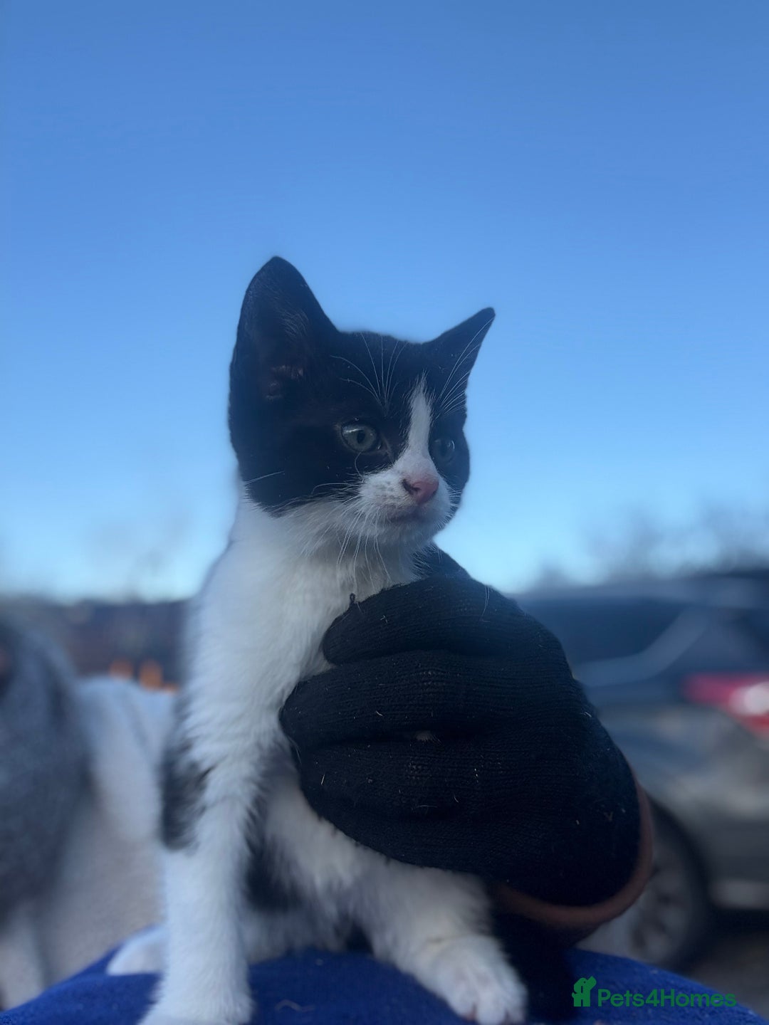 Mixed Breed cats for sale: Stunning little kittens  - Advert 4