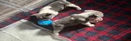 French Bulldog dogs for sale: 2 Stunning little boys for sale🩵 - Advert 4