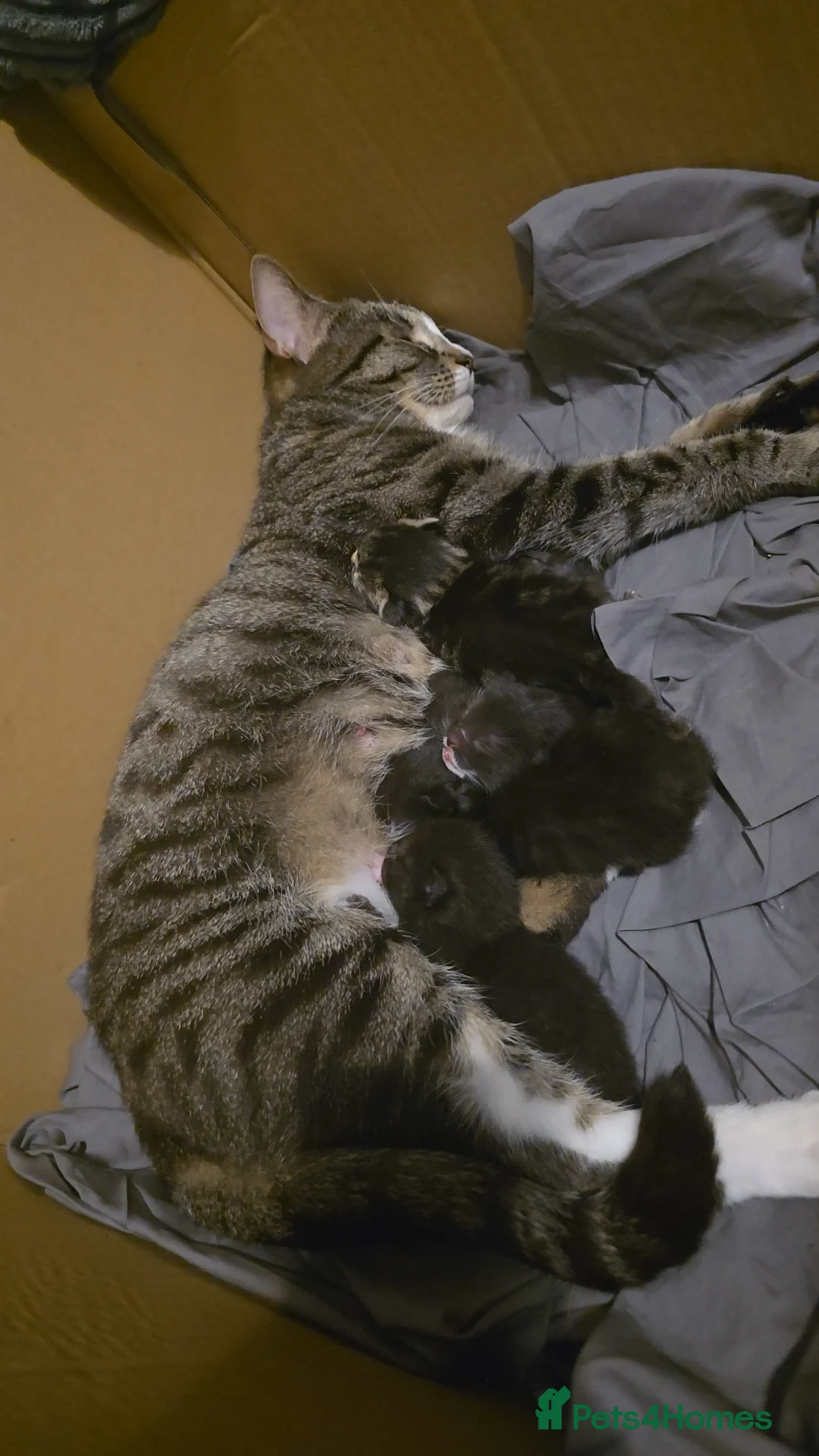 Domestic Shorthair cats for sale: Kittens for sale  - Advert 20