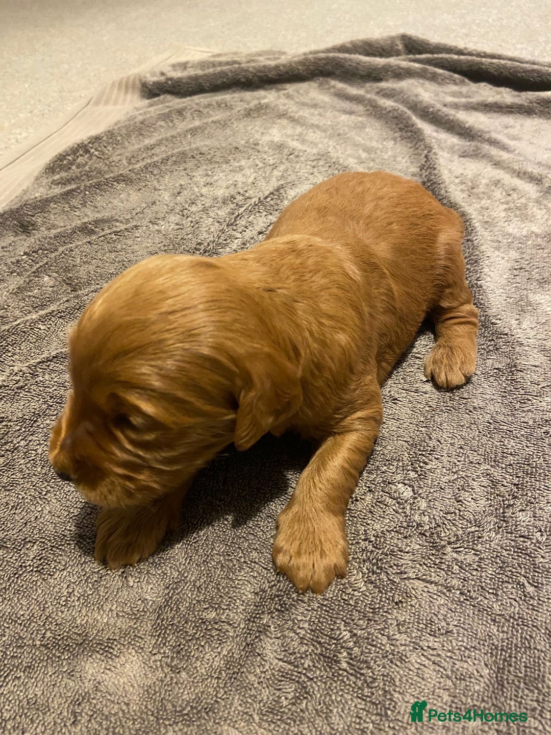 Mini Goldendoodle dogs for sale: F2 mini golden doodle puppies.  - Advert 26