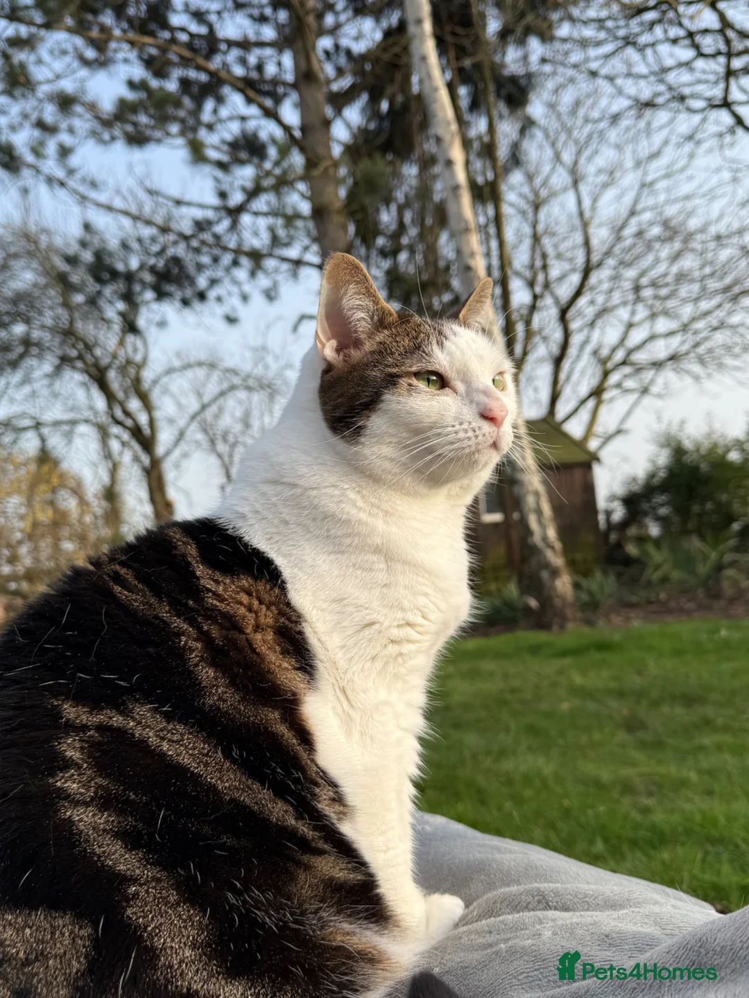 Mixed Breed cats for sale: Gizmo and Luna (twins) in Loughborough - Advert 2