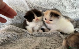 Ragdoll cats for sale: Ragdoll X Persian kittens - Image 2