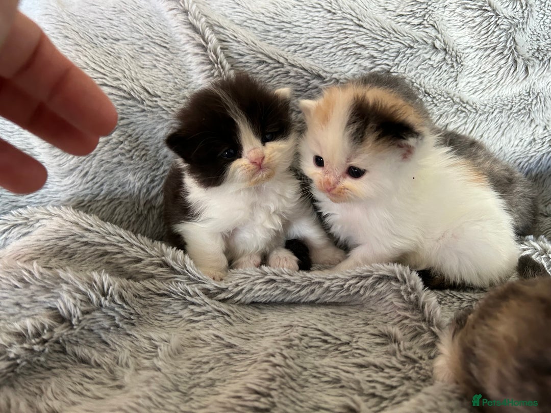 Ragdoll cats for sale: Ragdoll X Persian kittens - Image 2