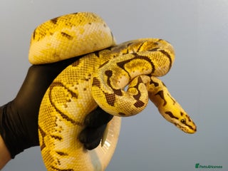 Python Snake reptiles Royal Python in Salisbury - Advert 1