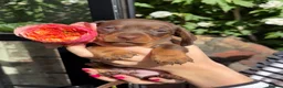 Miniature Dachshund dogs for sale: KC Registered Miniature Dachshund Puppies - Advert 8