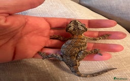 Gecko reptiles for sale: Stunning Gorgoyle Gecko & setup including stand - Image 5
