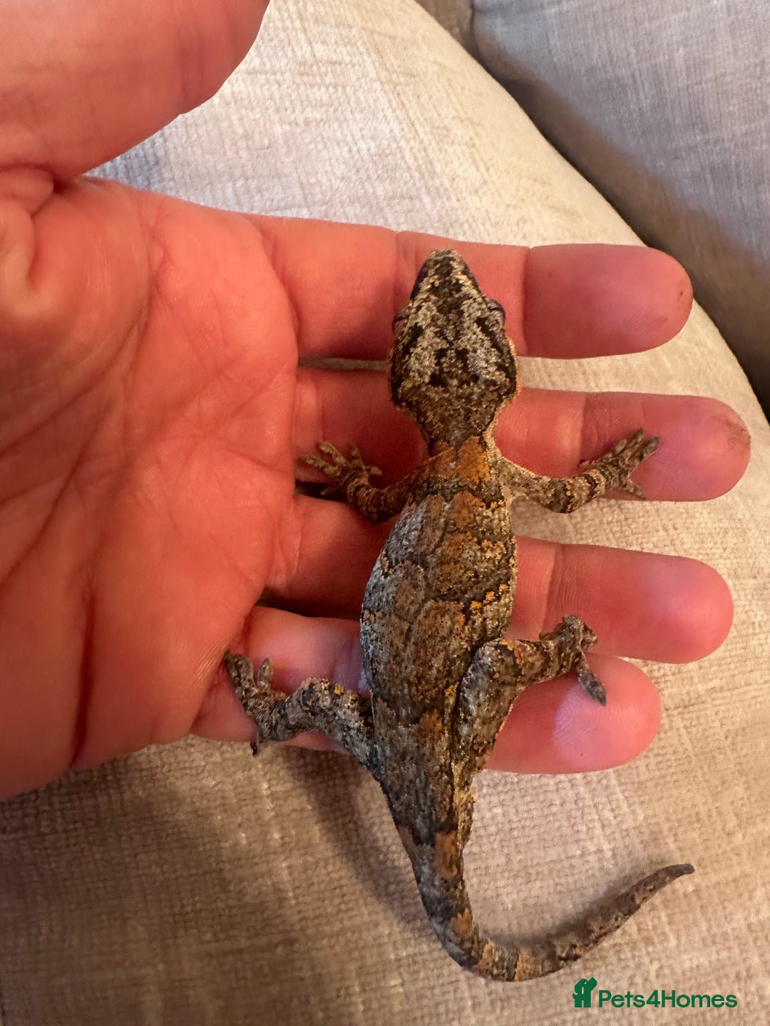 Gecko reptiles for sale: Stunning Gorgoyle Gecko & setup including stand - Image 5