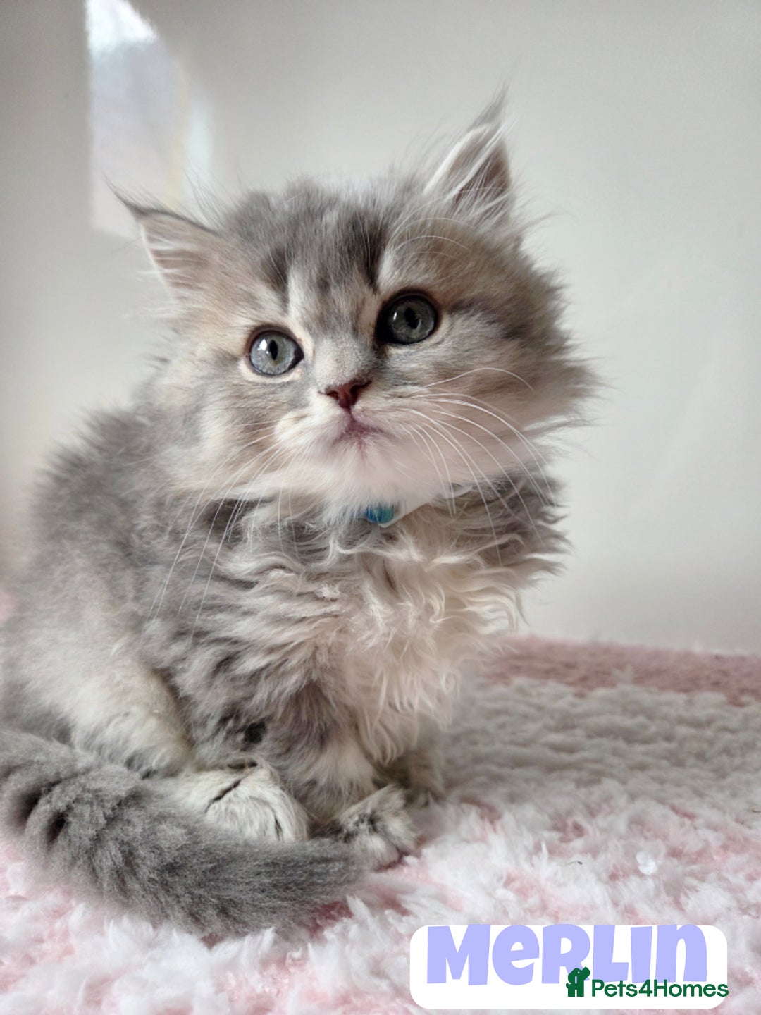 British Shorthair cats for sale: 💙British Longhair Babies, Ready to Leave 🏡 🧡 - Image 9