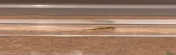 Axolotl reptiles for sale: Axolotl babies  - Advert 4