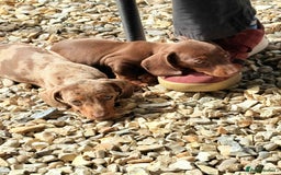 Dachshund dogs for sale: Miniature dashound puppies  - Image 10