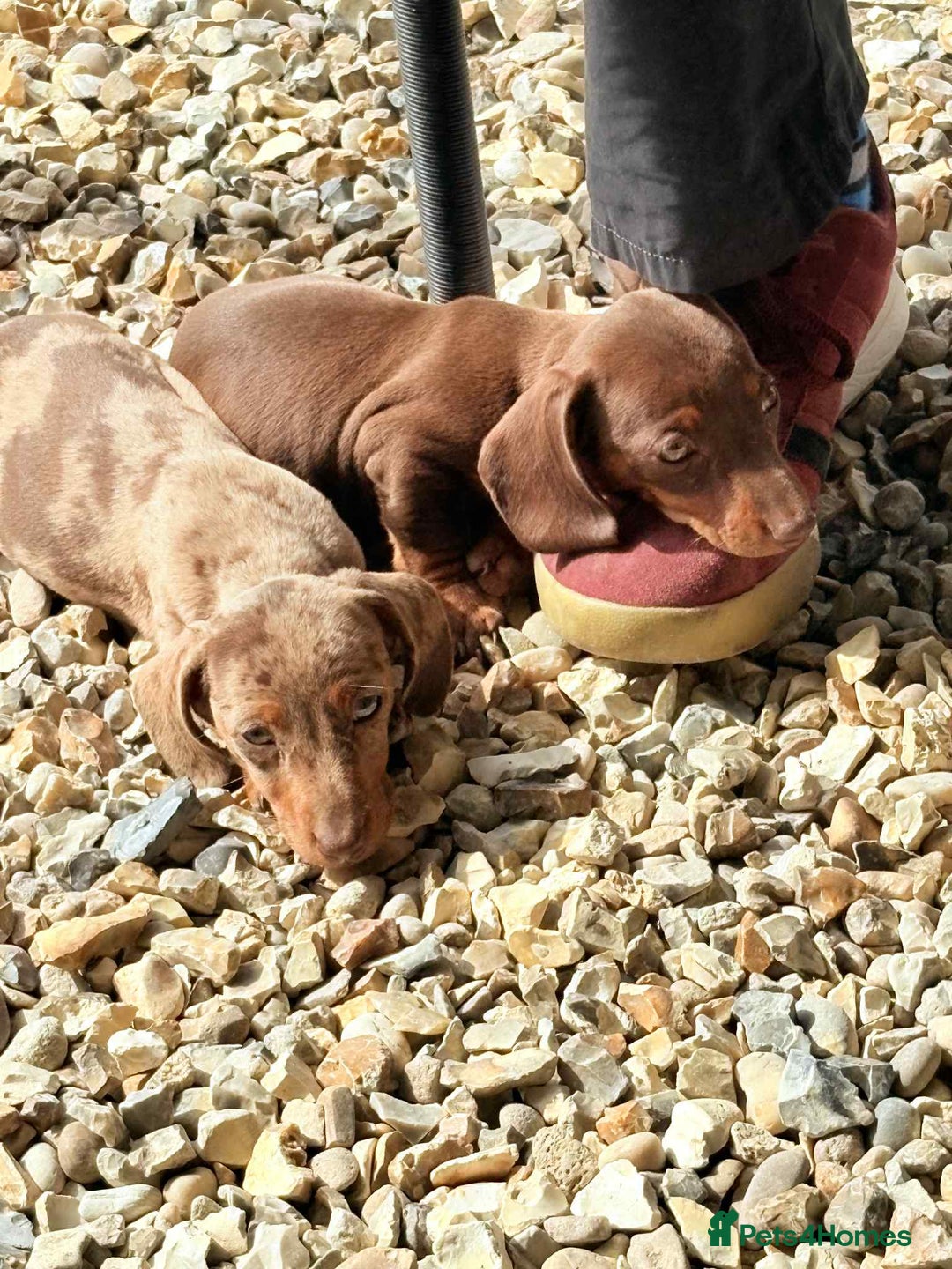 Dachshund dogs for sale: Miniature dashound puppies  - Image 10
