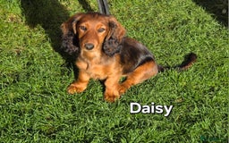 Dachshund dogs for sale: Red long-haired standard dachshund puppies - Image 16
