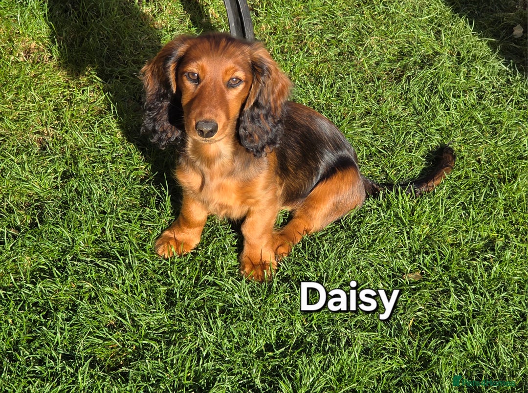 Dachshund dogs for sale: Red long-haired standard dachshund puppies - Image 16