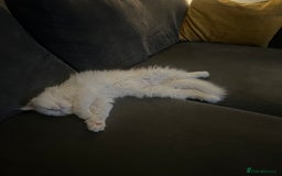 Persian cats for sale: 1 year old Persian Cat to be rehomed.  - Advert 3