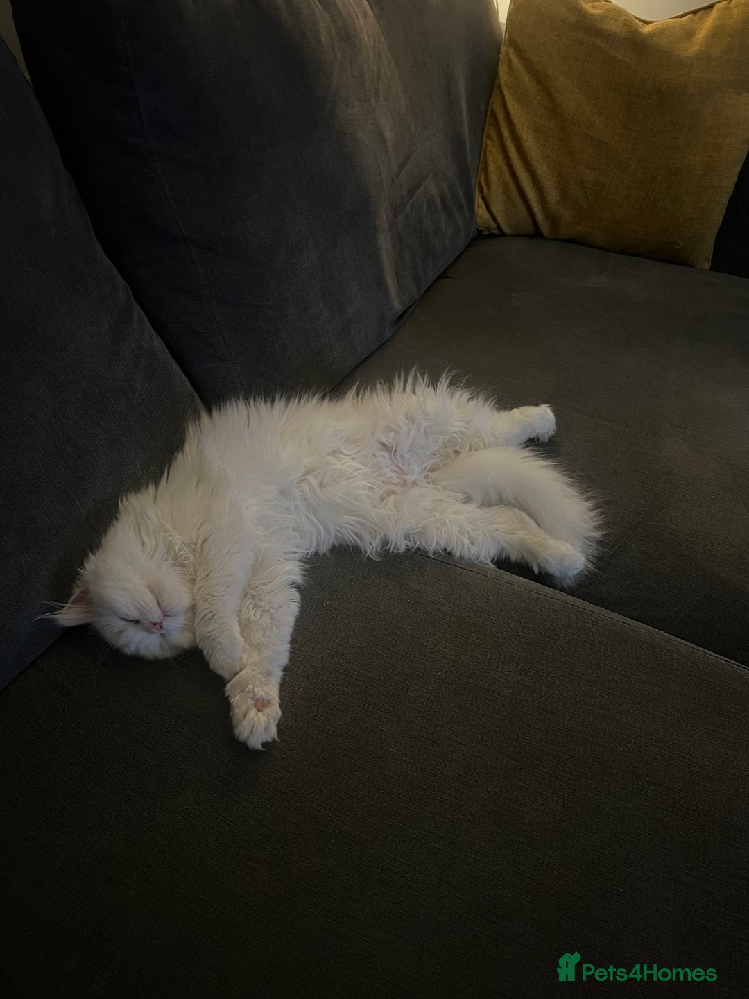 Persian cats for sale: 1 year old Persian Cat to be rehomed.  - Advert 3