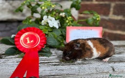 Hamster rodents for sale: Beautiful baby hamsters. Russian Dwarf and Syrian - Image 36