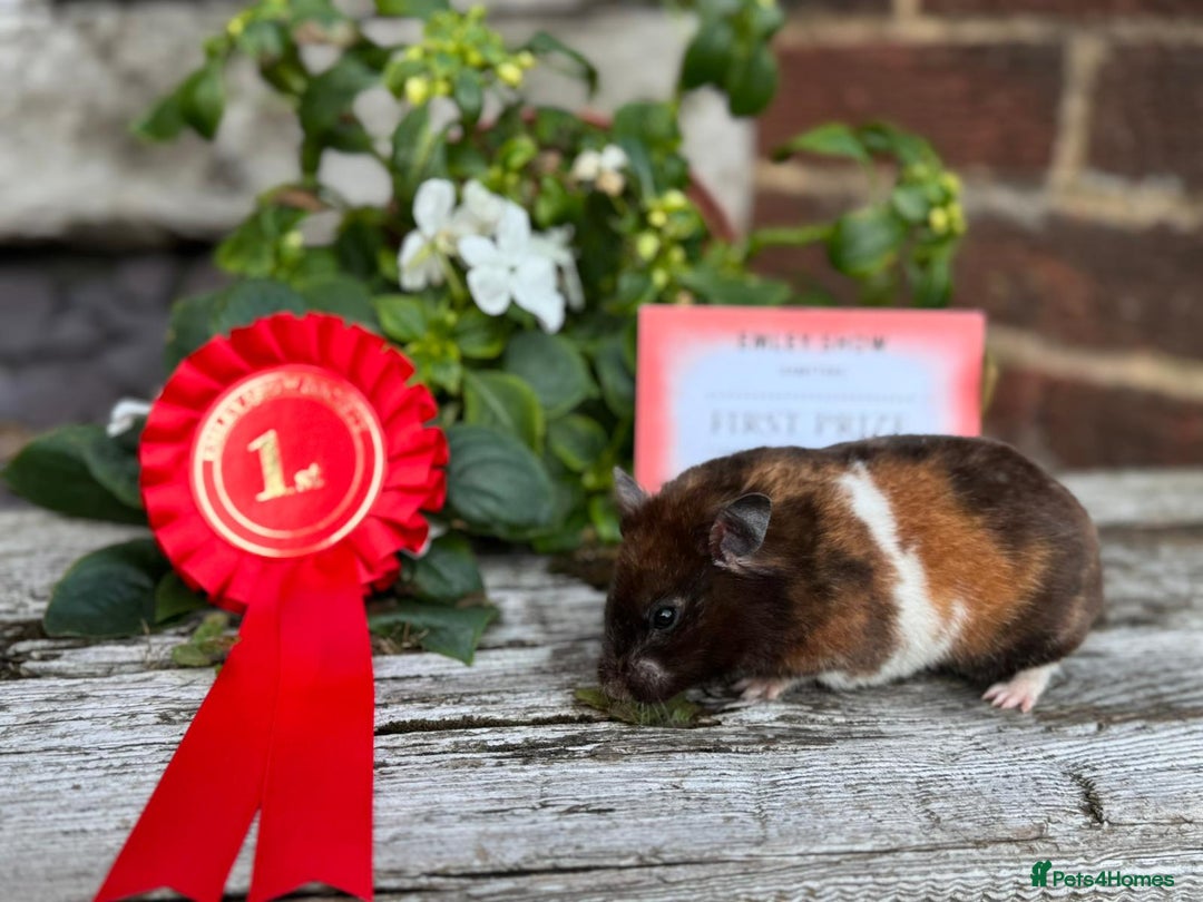 Hamster rodents for sale: Beautiful baby hamsters. Russian Dwarf and Syrian - Image 36