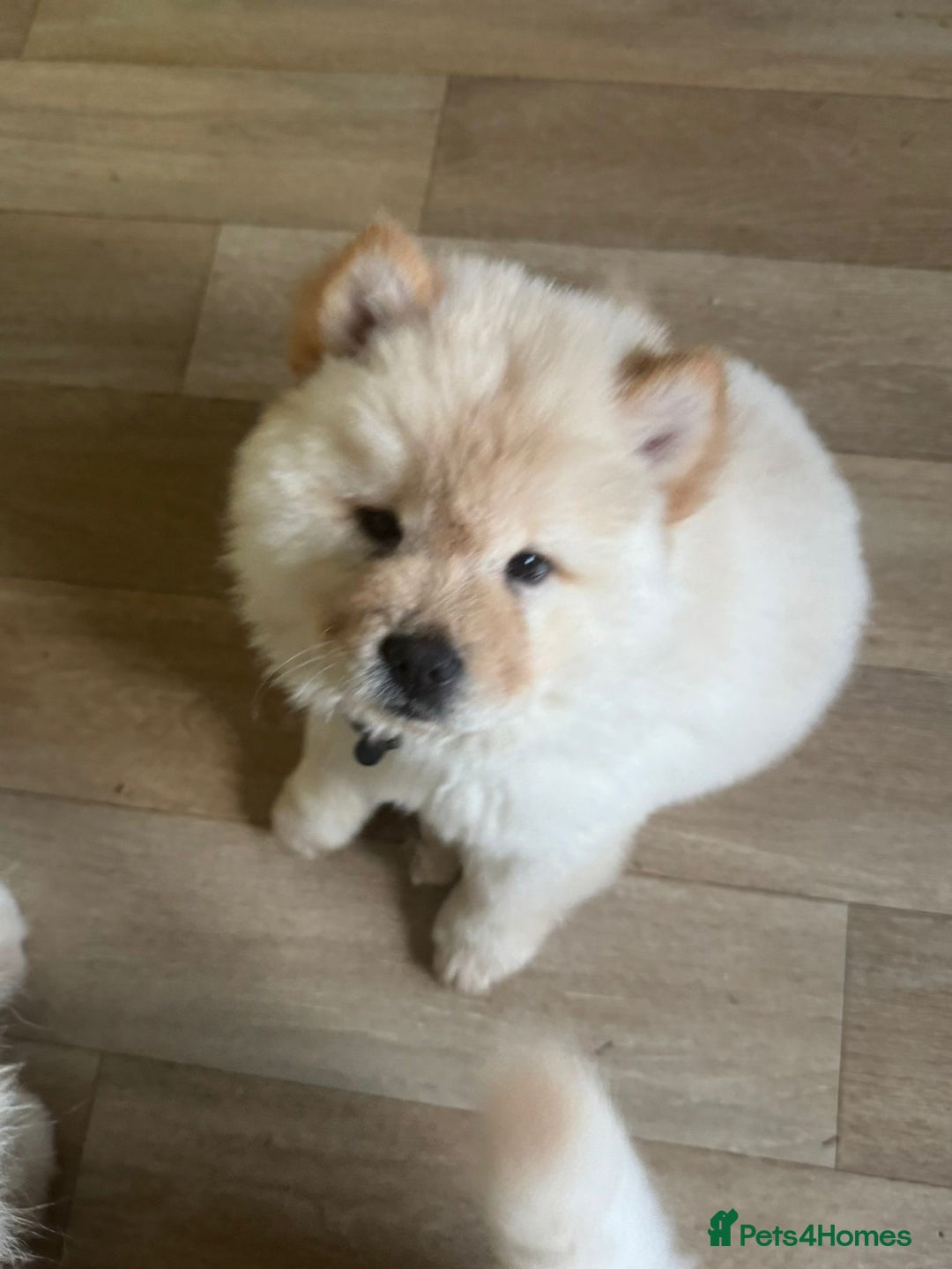 Chow Chow dogs for sale: Miss chow chow mummy  - Advert 5