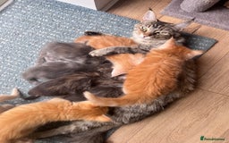 Maine Coon cats for sale: Beautiful Maine Coon babies - Image 25