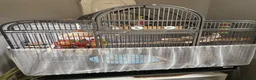 Cockatiels birds for sale: Two hand-reared, exceptionally tame cockatiels - Advert 12