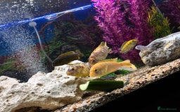 Cichlids fish for sale: Malawi cichlids  - Image 7
