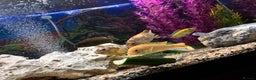 Cichlids fish for sale: Malawi cichlids  - Advert 7