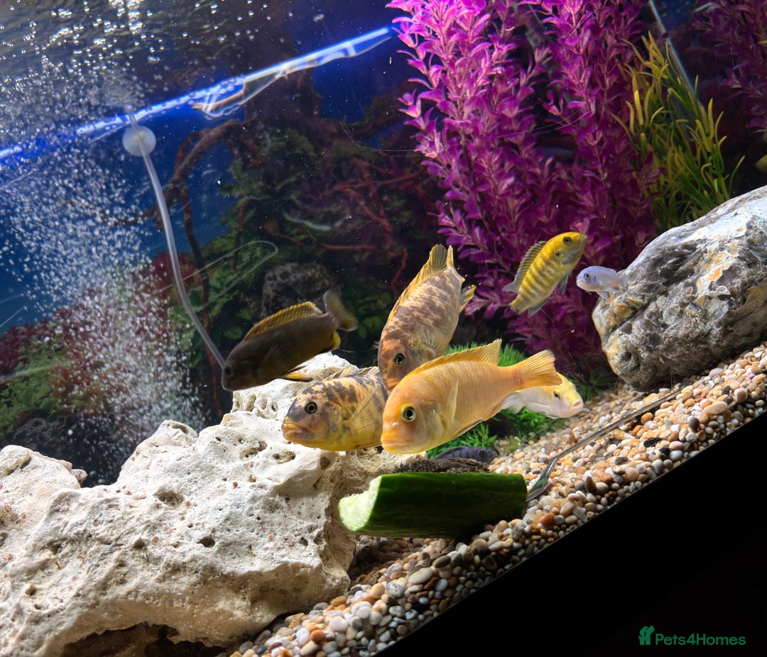Cichlids fish for sale: Malawi cichlids  - Image 7