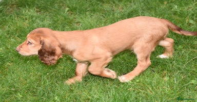 Cocker Spaniel dogs - Advert 5